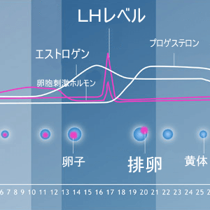 デジタル排卵検査薬